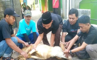 Iduladha Penuh Berkah, MAN 1 Kota Sukabumi Perkuat Nilai Spiritual dan Solidaritas Sosial Melalui Kurban